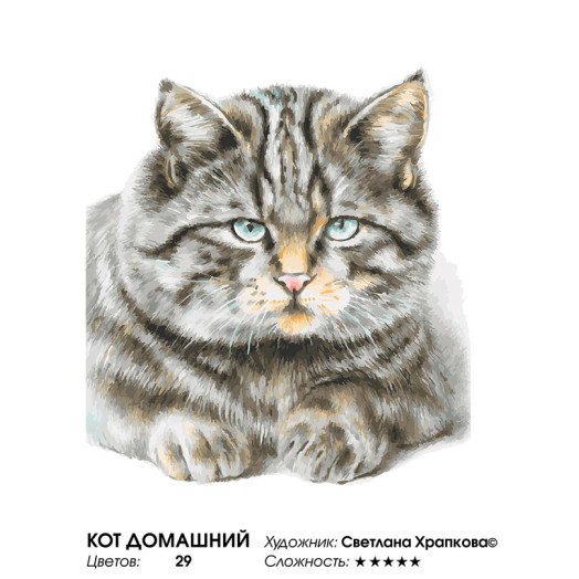 Кот домашний